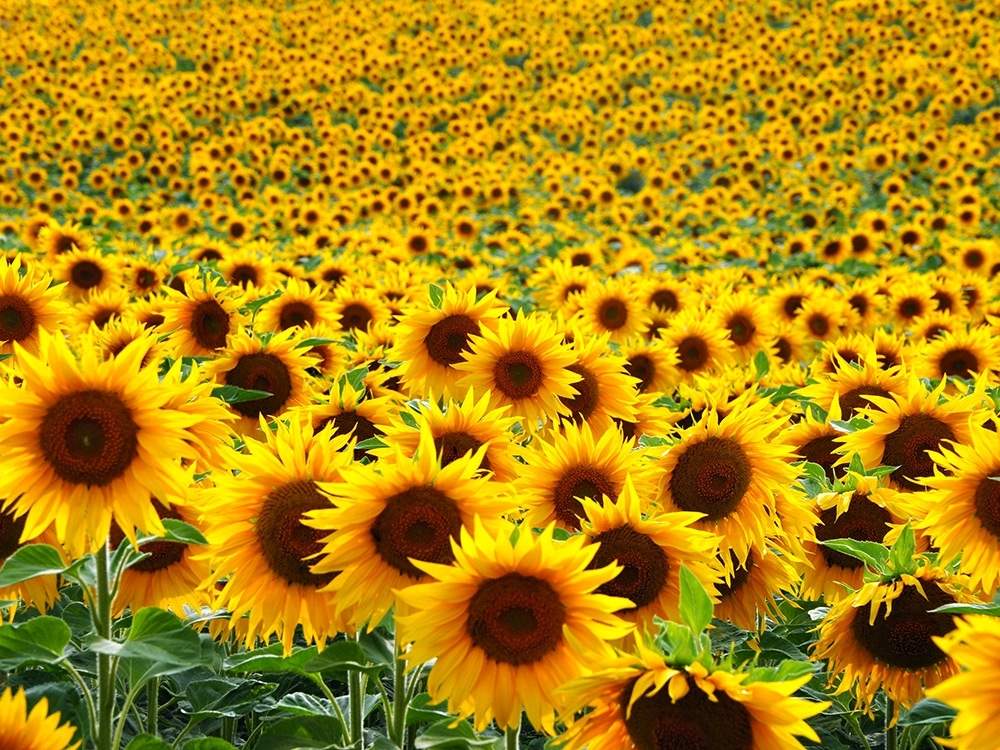 Sebaran bunga matahari
