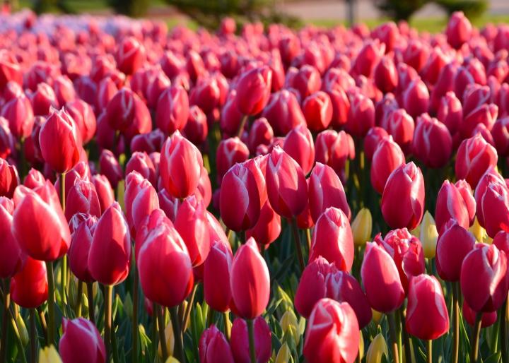 Sejarah Bunga Tulip