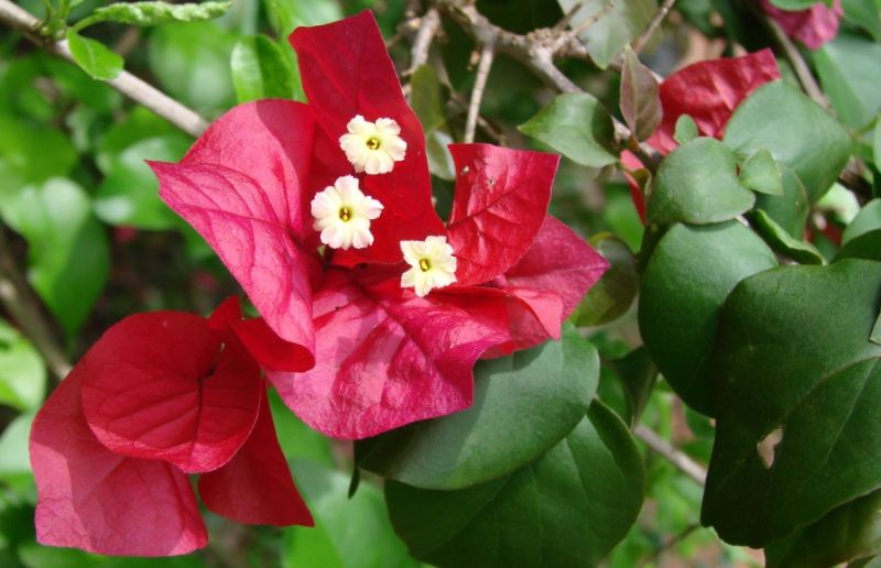 Taksonomi bunga bougenville