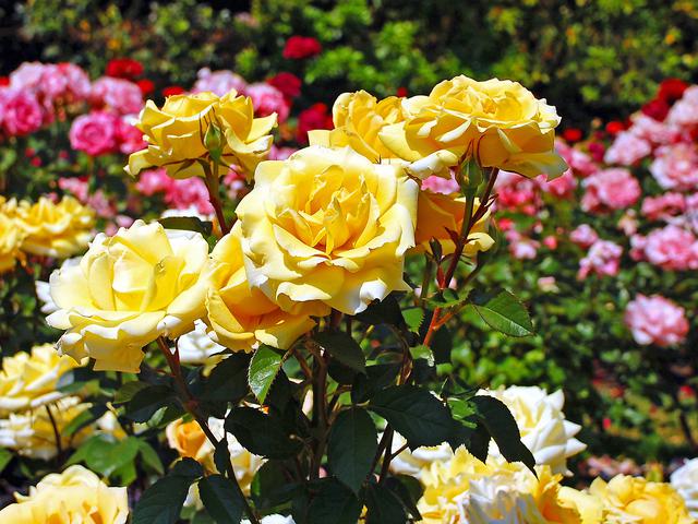 Taman bunga mawar terbesar pribadi
