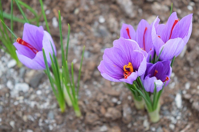 Morfologi bunga saffron