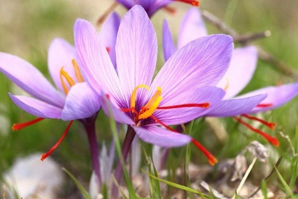 Sebaran bunga saffron
