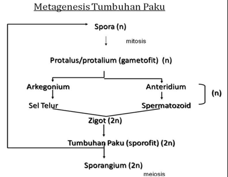 Proses Metagenesis Tanaman Paku