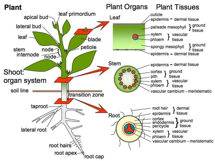 sistem transportasi pada tumbuhan